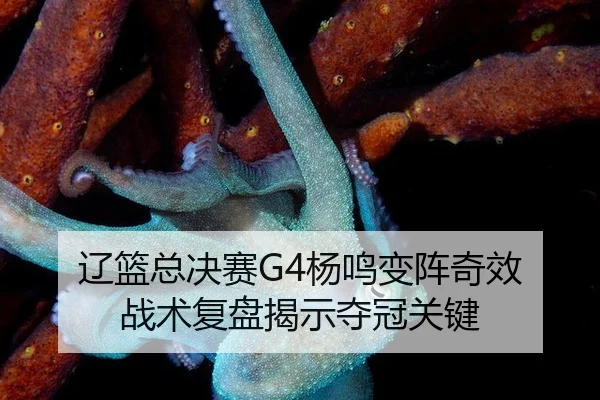 辽篮总决赛G4杨鸣变阵奇效 战术复盘揭示夺冠关键